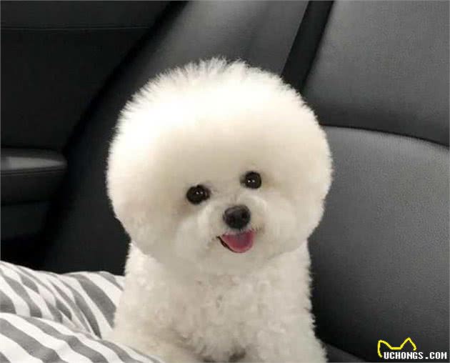 还不知道比熊一顿喂多少？赶紧学习饲养的方法，让它有健康的身体