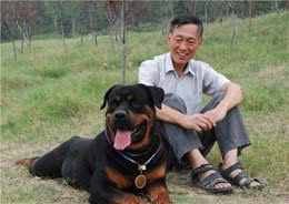 养“罗威纳犬”需要注意的“小事”，建议收藏
