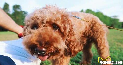 泰迪犬成为“讨厌狗”的5个原因，怪不得养得人变少了