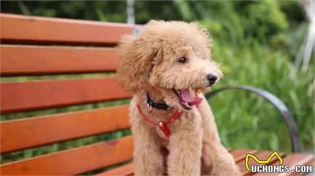 泰迪犬成为“讨厌狗”的5个原因，怪不得养得人变少了