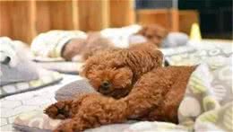 泰迪犬成为“讨厌狗”的5个原因，怪不得养得人变少了