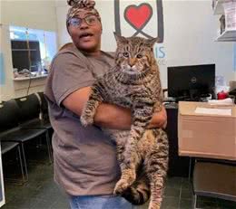 超丰满猫咪没人愿意养　重量级体型吓跑众人