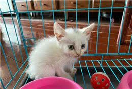 第一次养猫，一波三折，儿子历经悲喜