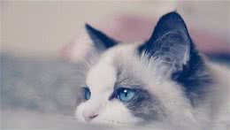 似女神一样的布偶猫，称得上是猫中贵族，浅谈布偶猫的品种与价格