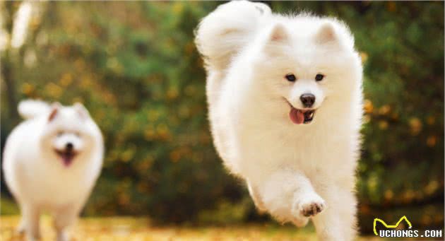 狗狗严重缺钙的急救方法