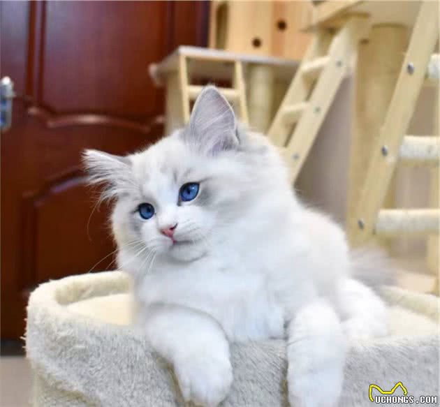新手养猫可以养布偶吗？玻璃胃、掉毛怪？说说那些对布偶猫的误解