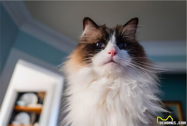 新手养猫可以养布偶吗？玻璃胃、掉毛怪？说说那些对布偶猫的误解