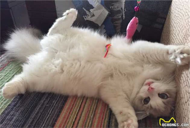 新手养猫可以养布偶吗？玻璃胃、掉毛怪？说说那些对布偶猫的误解