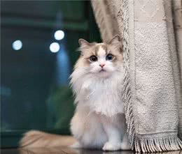 新手养猫可以养布偶吗？玻璃胃、掉毛怪？说说那些对布偶猫的误解