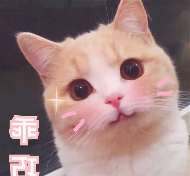 “最忠心”的几种猫，生存能力都很强，却甘愿跟你一生