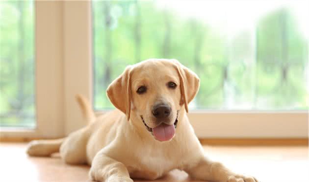 「最不适合家养的中小型犬」颁奖典礼