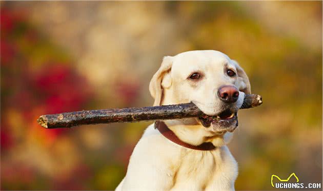 「最不适合家养的中小型犬」颁奖典礼