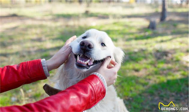 「最不适合家养的中小型犬」颁奖典礼