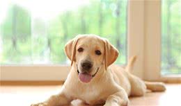「最不适合家养的中小型犬」颁奖典礼