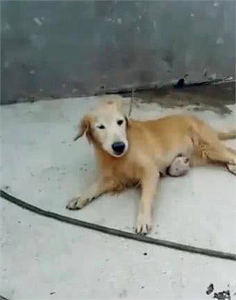 一只金毛繁殖犬生命最后的快乐时光