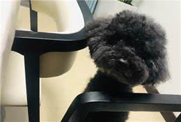 一只金毛繁殖犬生命最后的快乐时光