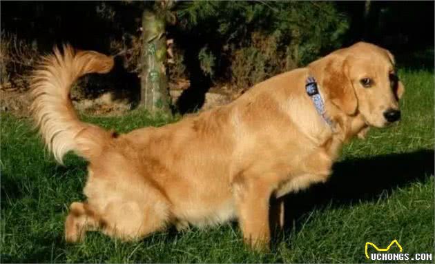 狗狗也虚伪：狗子尿尿高抬腿相当于人类谎报身高？涨知识了