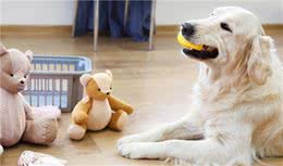 宠物狗狗怎么训练唤回？再也不怕狗子出门叫不回来了