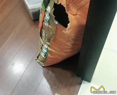 狗狗啃坏主人工作证，还装一脸无辜，要是丢了工作看你吃什么！