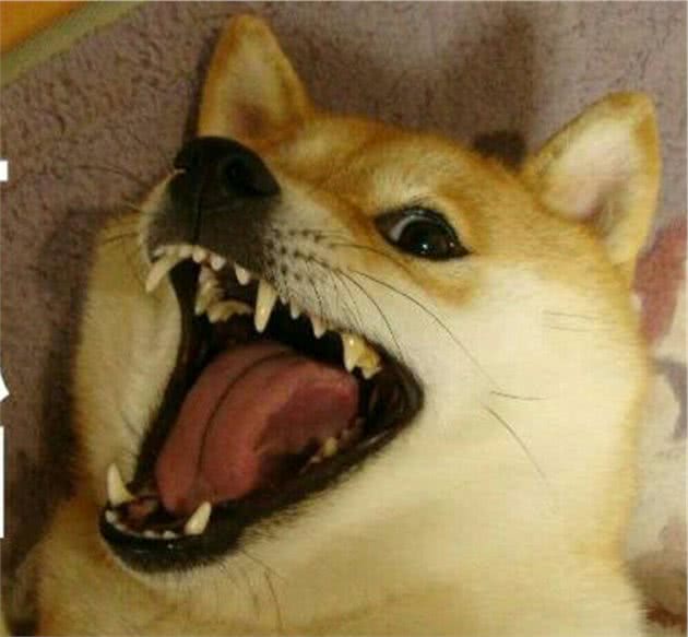教你区分柴犬和串串，买到纯种柴犬并不难哦