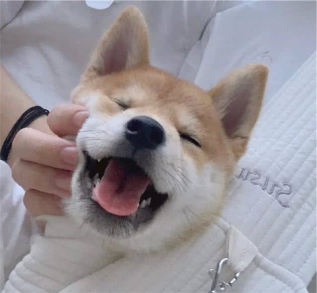 教你区分柴犬和串串，买到纯种柴犬并不难哦
