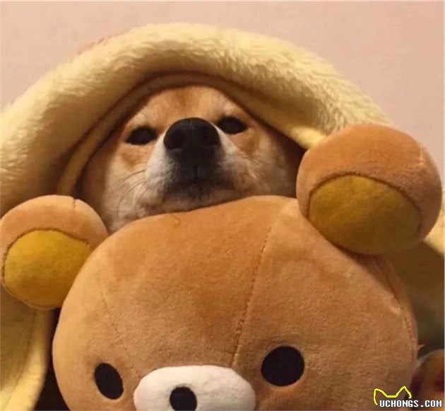 教你区分柴犬和串串，买到纯种柴犬并不难哦