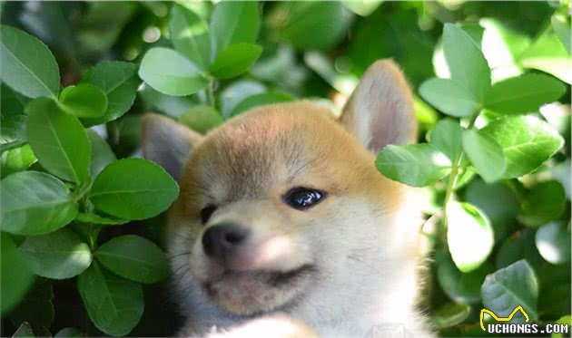 教你区分柴犬和串串，买到纯种柴犬并不难哦