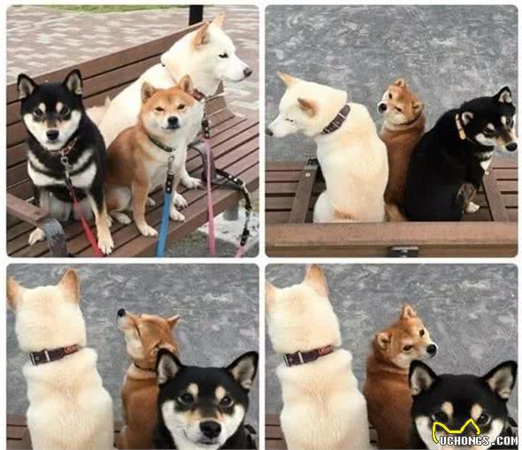 教你区分柴犬和串串，买到纯种柴犬并不难哦