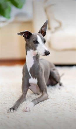 如防范犬的攻击