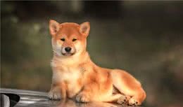 狗狗分7大类，养狗前你知道工作犬和玩具犬吗？了解清楚避免踩坑
