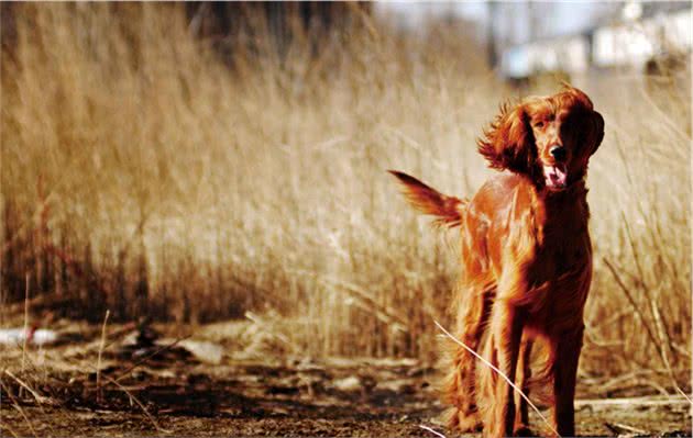 宠物科普，运动犬金毛寻回猎犬