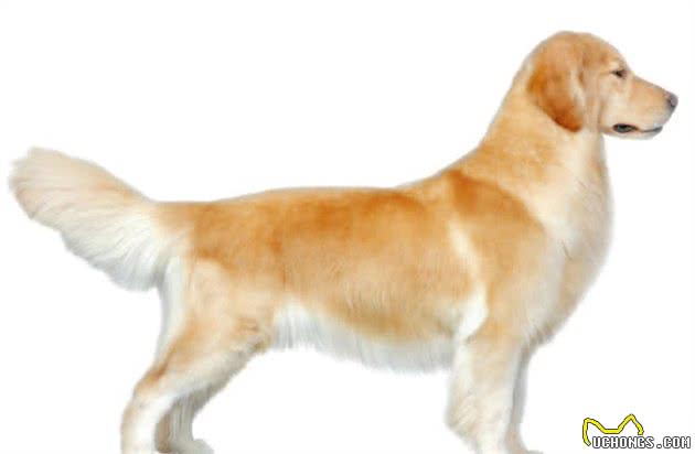 宠物科普，运动犬金毛寻回猎犬