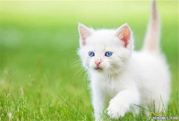 被评为世界上最受欢迎的英国短毛猫，你对它了解多少