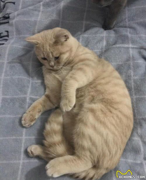 被评为世界上最受欢迎的英国短毛猫，你对它了解多少