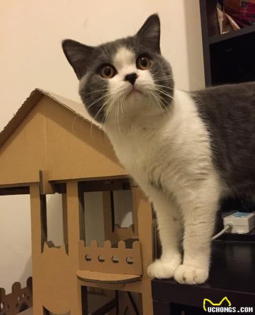 被评为世界上最受欢迎的英国短毛猫，你对它了解多少