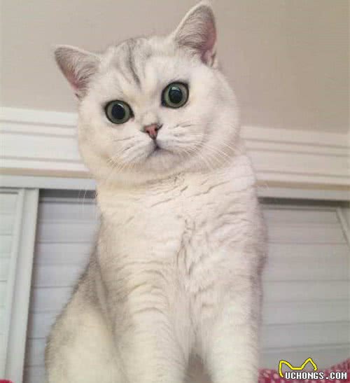 被评为世界上最受欢迎的英国短毛猫，你对它了解多少