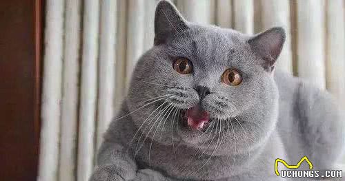 被评为世界上最受欢迎的英国短毛猫，你对它了解多少