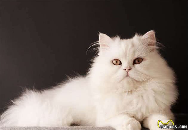 被评为世界上最受欢迎的英国短毛猫，你对它了解多少