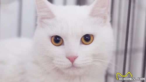 被评为世界上最受欢迎的英国短毛猫，你对它了解多少