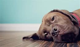狗狗患上糖尿病，比你想象中要容易！这些犬种更容易患病