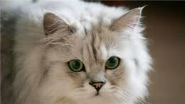 金吉拉猫眼睛分泌物多怎么办？