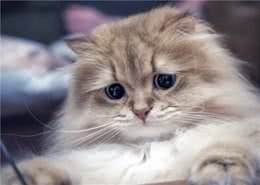 15只过分疗愈的毛绒小可爱，整坨棉花糖猫猫好想吸一口