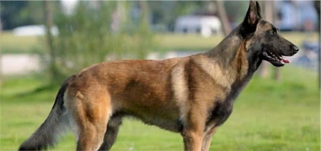 与德牧齐名的马犬，你了解多少？