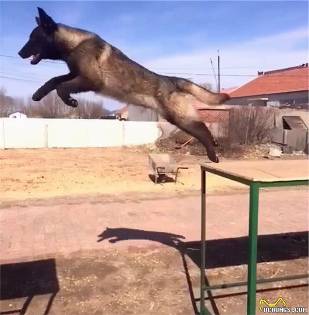 与德牧齐名的马犬，你了解多少？