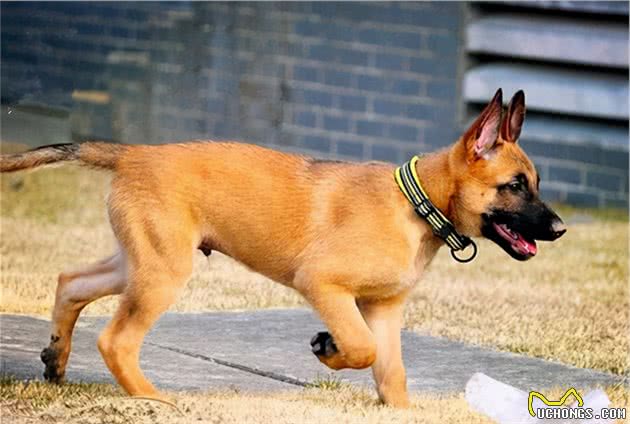与德牧齐名的马犬，你了解多少？
