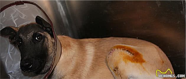 与德牧齐名的马犬，你了解多少？