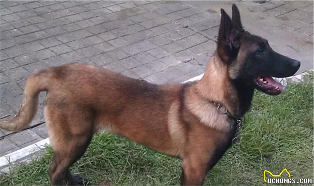 与德牧齐名的马犬，你了解多少？