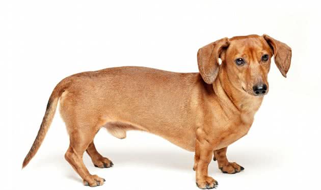 犬行为简介—正常的犬行为3