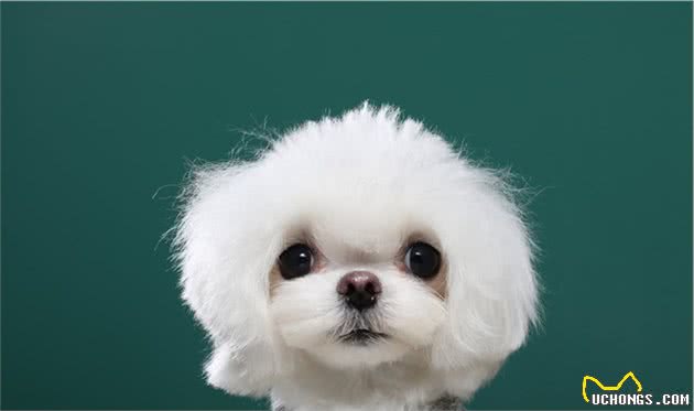 犬行为简介—正常的犬行为3