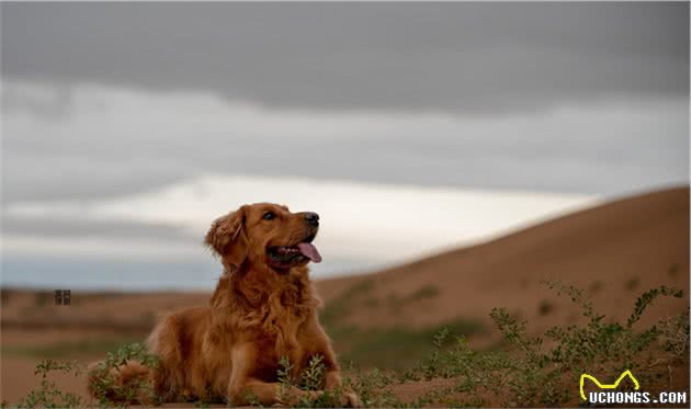 犬行为简介—正常的犬行为3